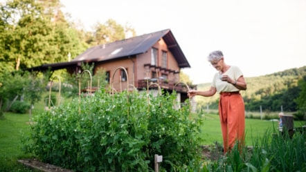Summer garden
