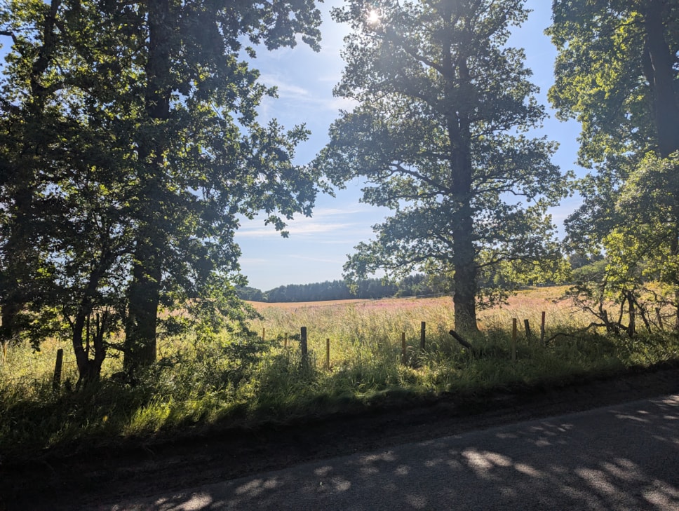 An overgrown field sits beyond a road surrounded by trees and fenced in.
