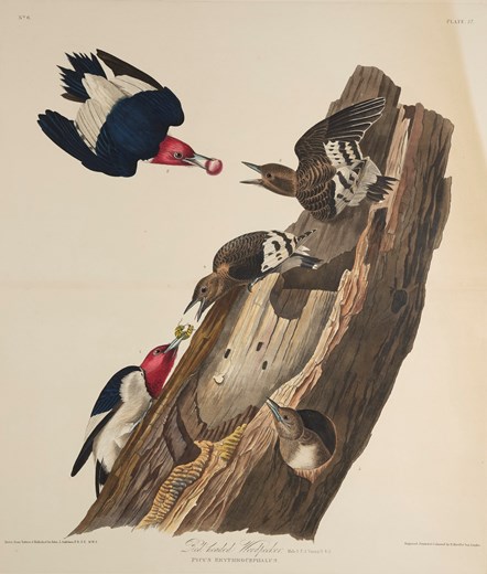 Print depicting Redheaded Woodpeckers from Birds of America, by John James Audubon. Image © National Museums Scotland