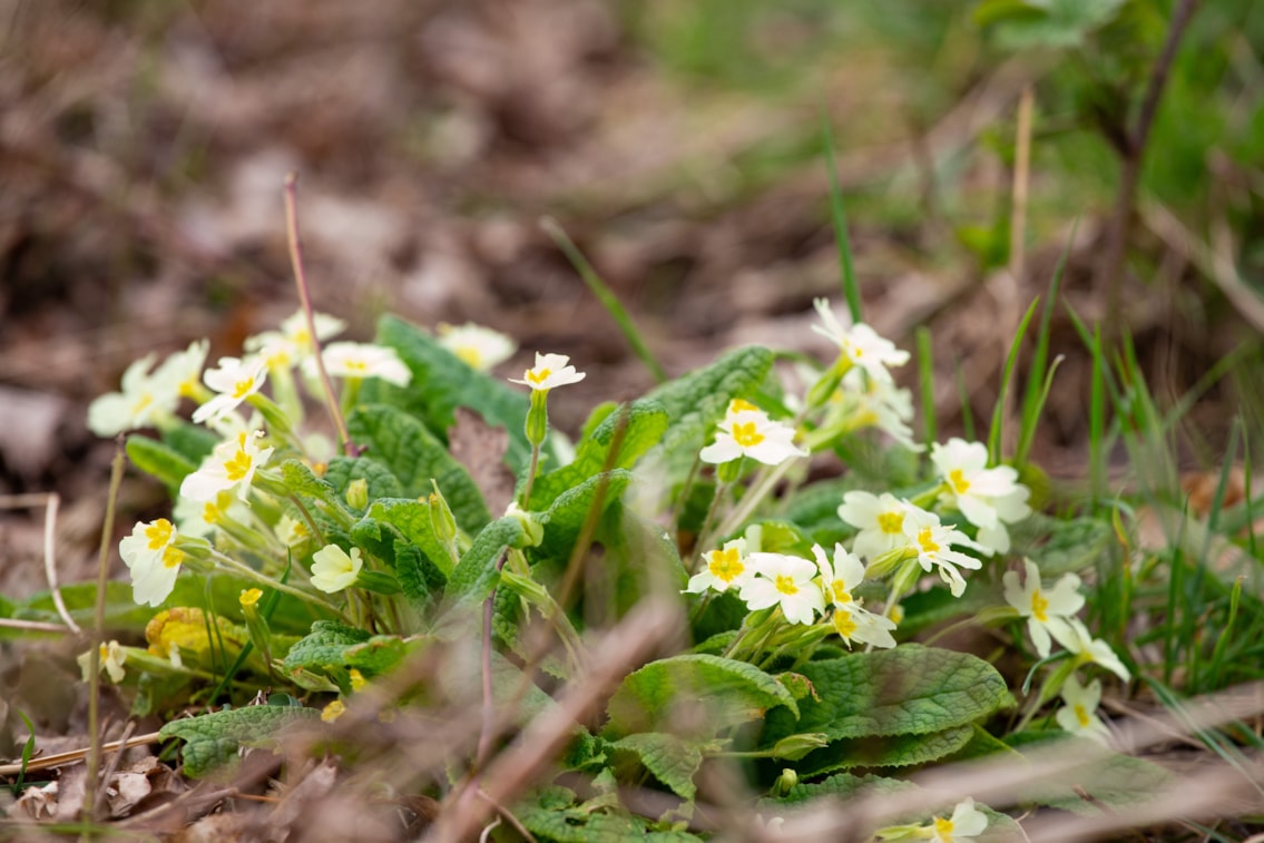 Denham Trees-3: Primroses by the lineside, growing thanks to tree canopy being cut back