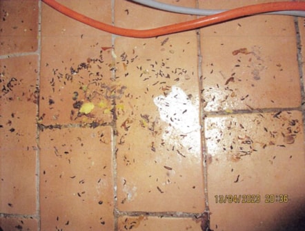 mouse droppings on the floor surface to the rear of the fridge and freezer in the kitchen