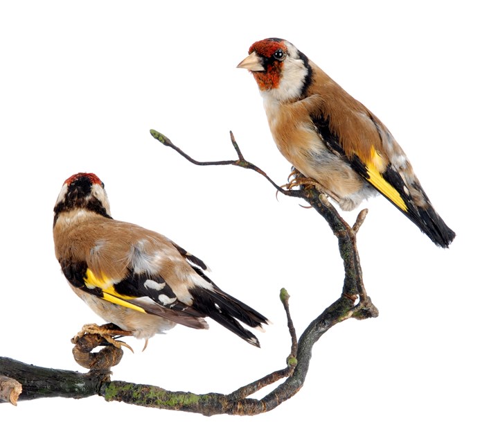 Birdwatching project: A goldfinch from the Leeds Museums and Galleries collection which is being used to help home birdwatchers identify birds in their gardens.