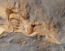 Stromatolite fossil Orkney 3000px - Press release m290442