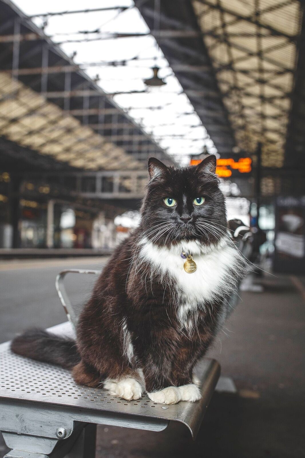 Felix - Huddersfield Station's Senior Pest Controller