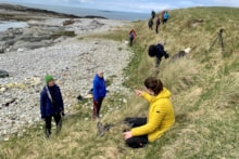 Short-necked oil beetle search at Balranald, North Uist with Species on the Edge (c) Eilidh Ross: Short-necked oil beetle search at Balranald, North Uist with Species on the Edge (c) Eilidh Ross