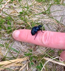Short-necked oil beetle ©Eilidh Ross