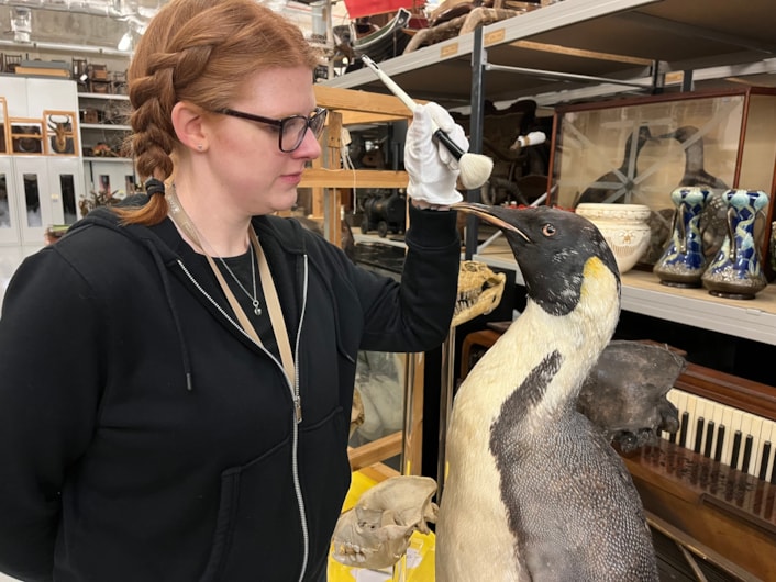 Big birds: Curator Sarah Burhouse with a magnificent mounted emperor penguin, believed to have been collected during an Antarctic expedition, which was among the specimens being cared for. The penguin, which has only recently gone back on display at the centre, has been cleaned and checked for any of the pests which can cause damage to taxidermy if left unchecked.