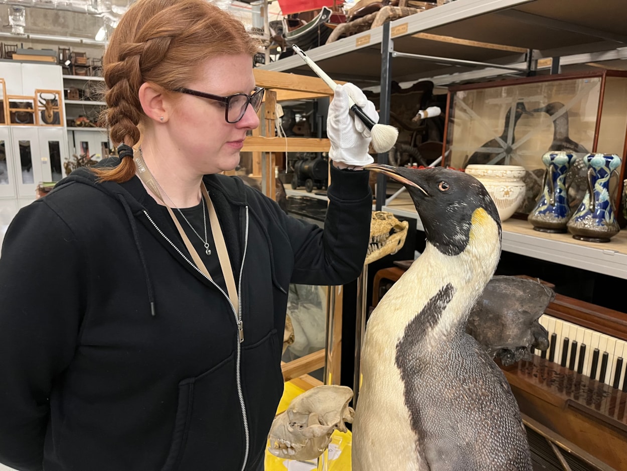 Big birds: Curator Sarah Burhouse with a magnificent mounted emperor penguin, believed to have been collected during an Antarctic expedition, which was among the specimens being cared for. The penguin, which has only recently gone back on display at the centre, has been cleaned and checked for any of the pests which can cause damage to taxidermy if left unchecked.