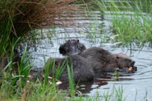 Beaver family - Libby Penman sml