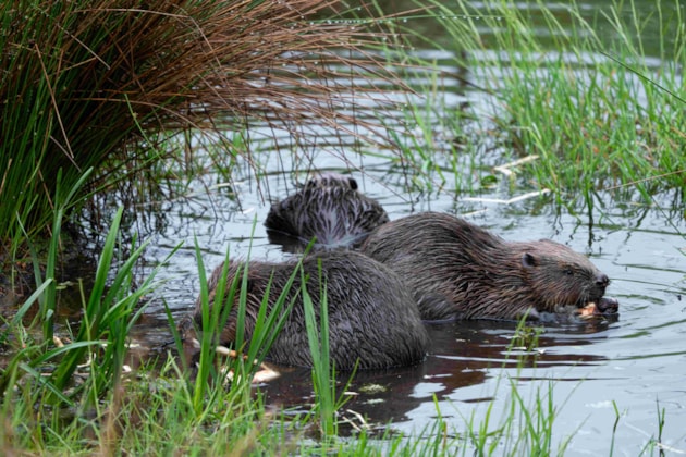 Beaver family - Libby Penman sml