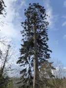 Silver Fir Abies alba -credit Chris Reynolds: Silver Fir Abies alba -credit Chris Reynolds