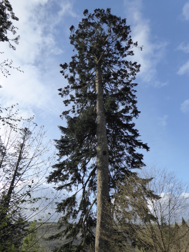 Silver Fir Abies alba -credit Chris Reynolds