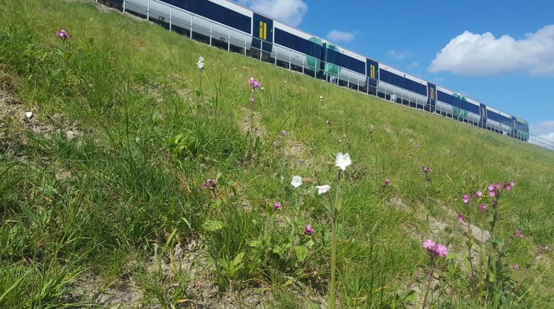 Award-winning Network Rail infrastructure project brings biodiversity to Bermondsey: WildflowersBDU