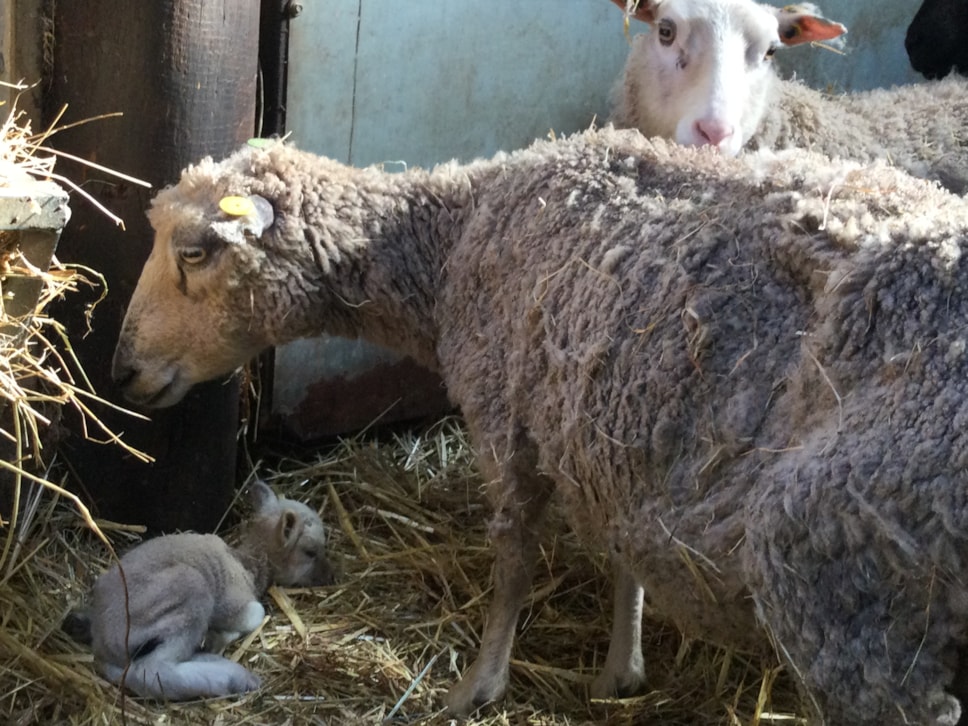 Animal suffering 5