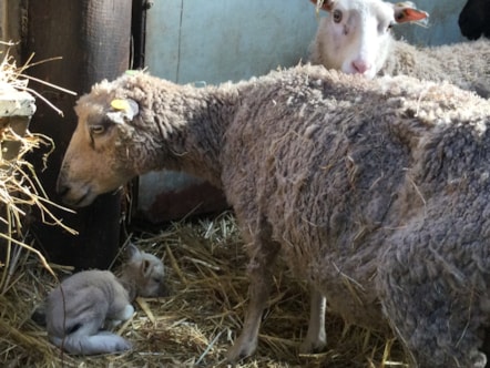Animal suffering 5