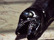 PMF photo: PMF Photo - black scabbardfish, (C) Ben James