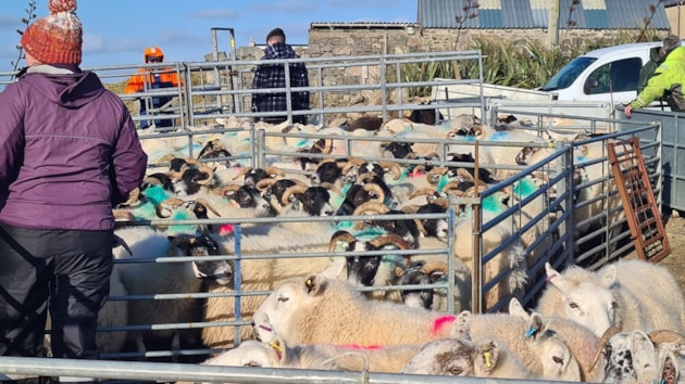 Crofters across the Outer Hebrides invited to share their stories for first-of-its kind research project: At the fank for communal sheep dipping, West Side of Lewis (c) Jon Macleod / Dubadh aig an fhaing, An Taobh Siar Leòdhais (c) Jon Macleod