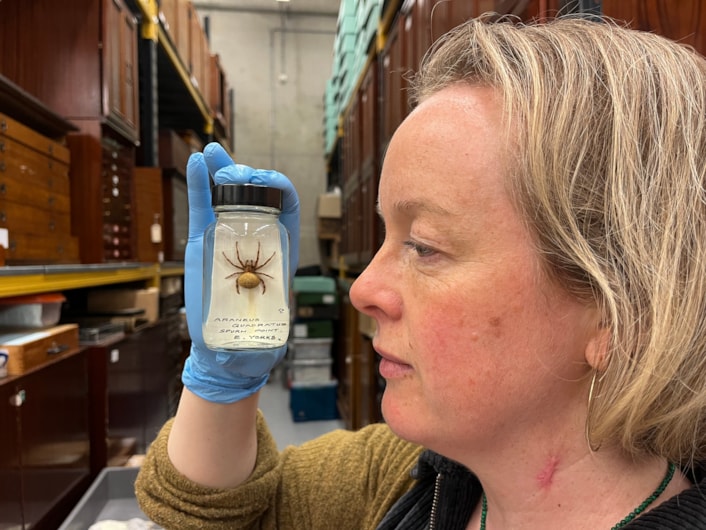 Spiders at Discovery: Curator Clare Brown at the Leeds Discovery Centre with some of its fascinating collection of spiders large and small originating from countries around the world, as well as many examples collected in Yorkshire.
Many of those specimens are preserved in specialised spirit jars filled with powerful ethanol, designed to keep the spiders from drying out and deteriorating over time.
