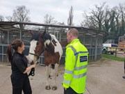Picture 2: Commissioner visits 'horse HQ' on tour of mounted branch