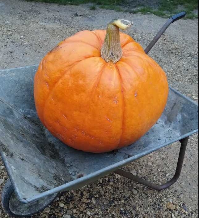 Pumpkin