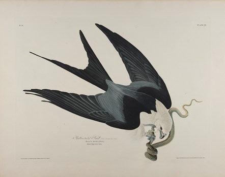 Print depicting a Swallow-Tailed Hawk from Birds of America, by John James Audubon. Image © National Museums Scotland