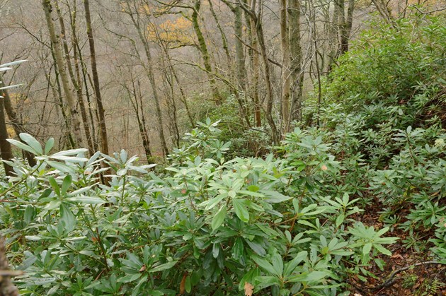 New approaches for NatureScot to improve designated sites: Rhododendron control at Kippenrait Glen SSSI near Dunblane.  ©Lorne Gill/NatureScot