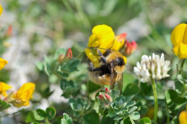 Great Yellow Bumblebee (c) Lorne Gill NatureScot