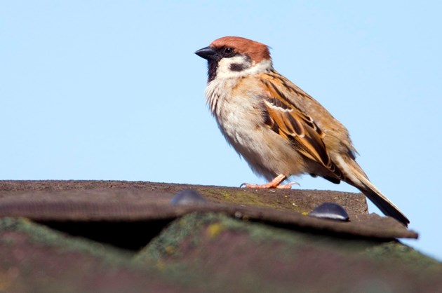 Public urged to avoid birds’ nests during gardening and building work: sparrow-d0008