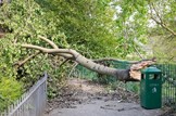 Wintry weather update: Resilience-wind-damage-tree