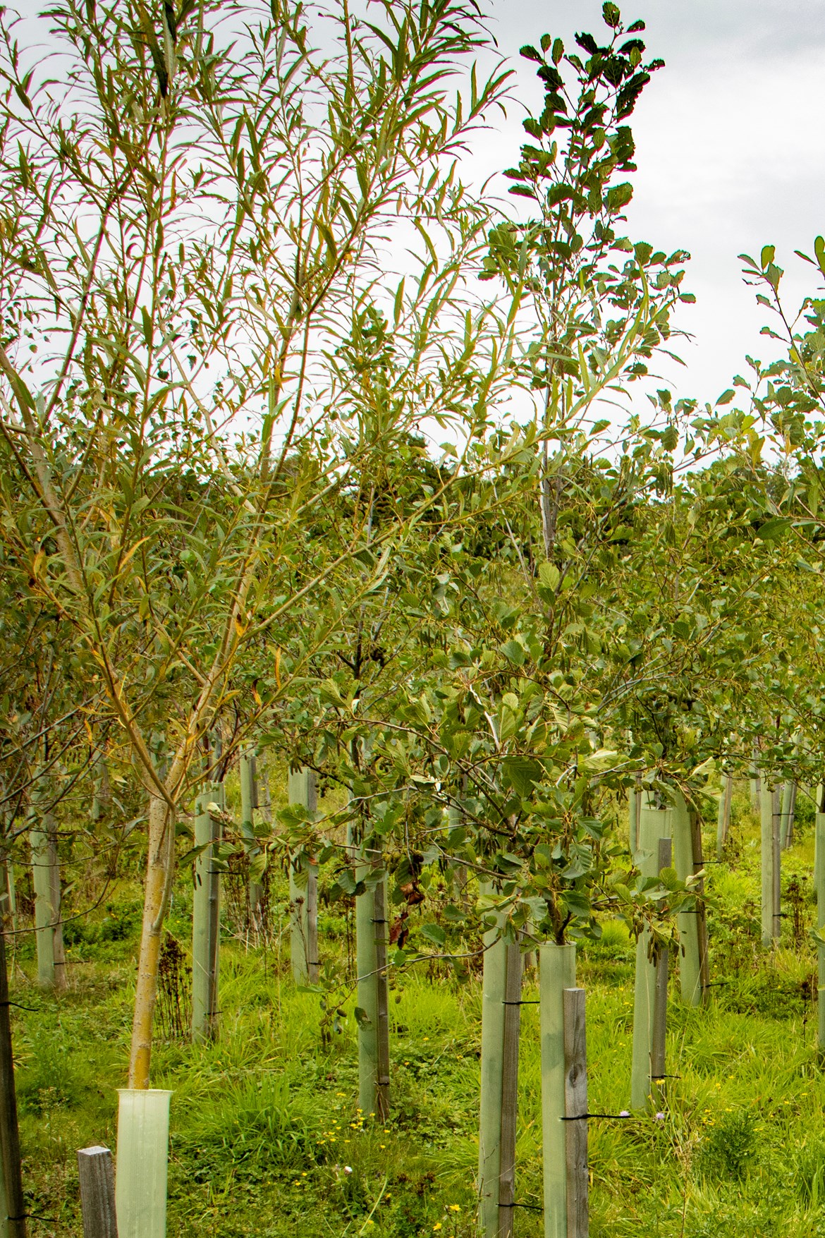 HS2 set to reach 730,000 planted trees landmark by Spring 2021: Established tree growth, Tile House Lane in Buckinghamshire