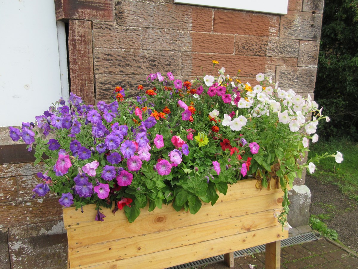 This image shows new floral displays at Dalston station