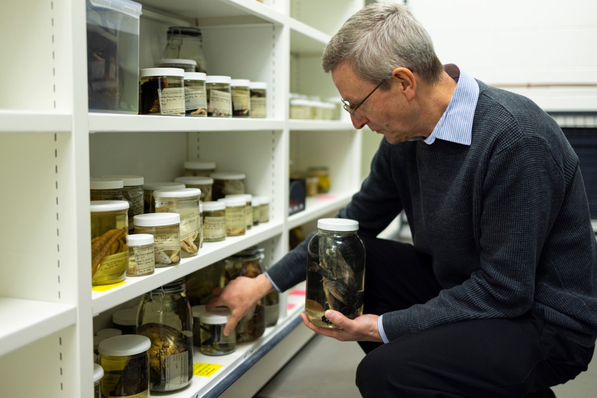 Curator Andrew Kitchener with specimens at the National Museums Collection Centre. Photo © Duncan McGlynn (3)