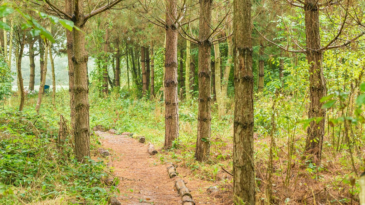 New £5 million fund to create and restore woodlands: new native woodland-2