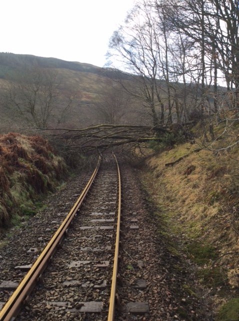 Rail network prepares for Storm Gertrude: Gertrude - felled tree on West Highland Line.