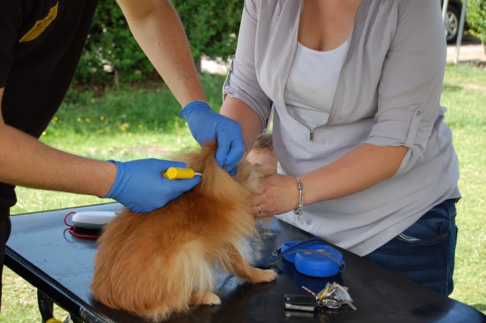 Owners warned that dog microchipping grace period is over: dsc_0950.jpg