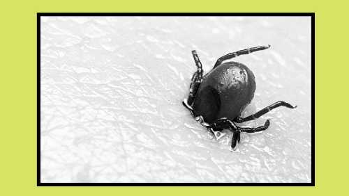 Lyme Disease - Campaign Resources