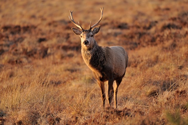 Red deer ©Lorne Gill/NatureScot