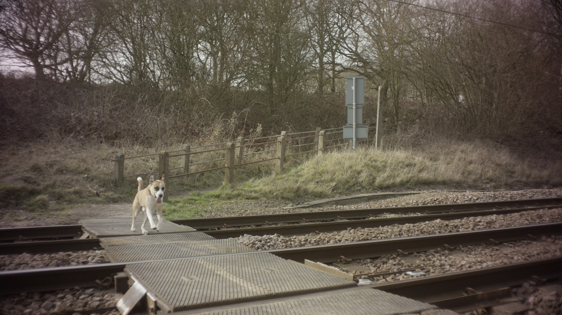 Keep your dog on a lead or you’re on dangerous ground, urges new level crossing campaign: Still from Take the Lead - dog walkers level crossing safety film (1)