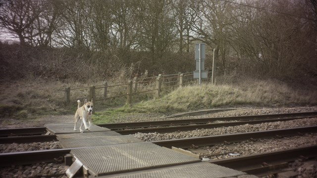 Still from Take the Lead - dog walkers level crossing safety film (1)