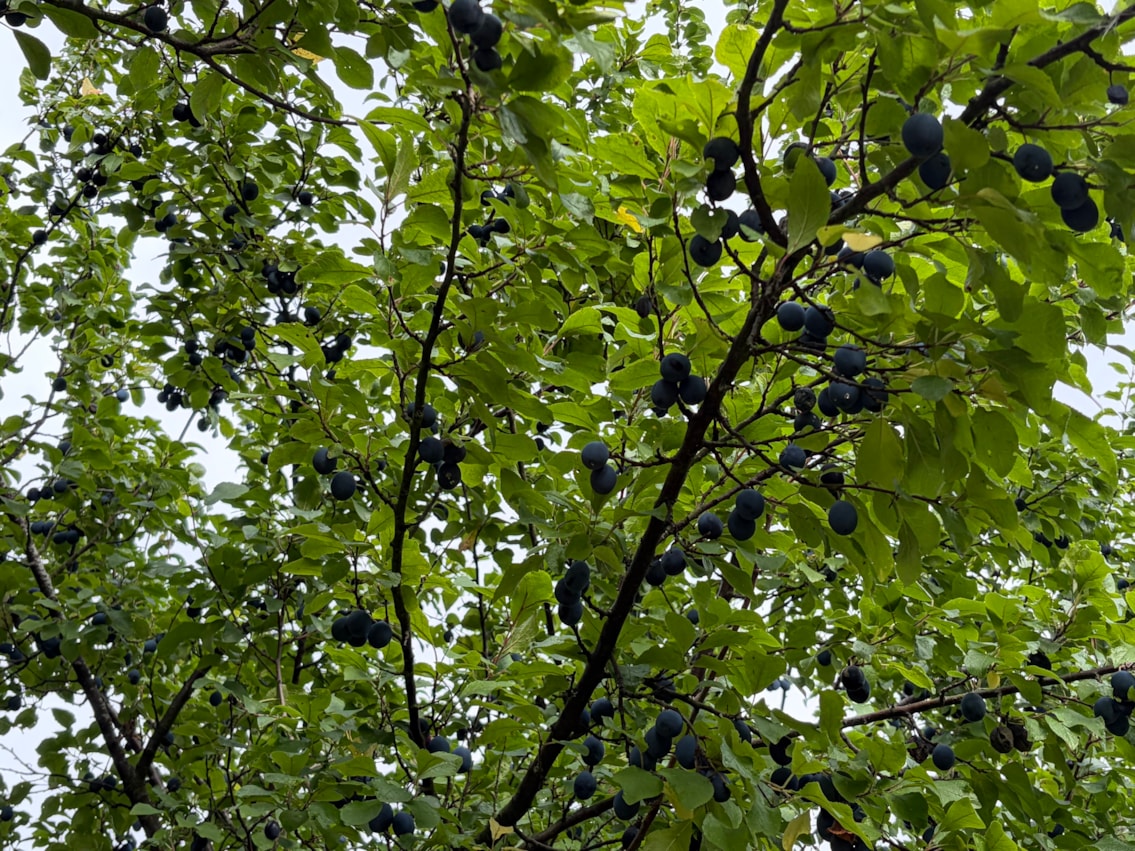 Barnhill Orchard 18.09.25 (2)