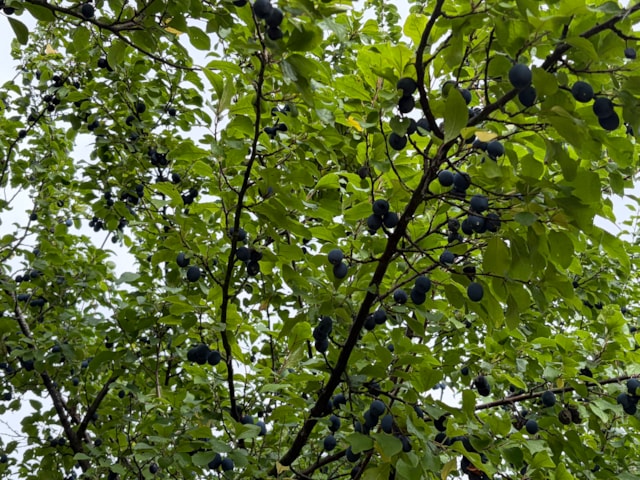 Barnhill Orchard 18.09.25 (2): Barnhill Orchard 18.09.25 (2)