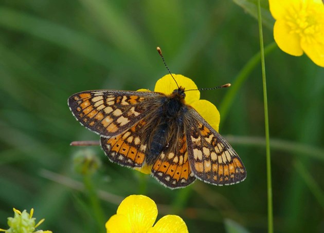 Stage One application - Images - BCS - Marsh Fritillary - Jim Asher - 7Barrows 12Jun2005 3530 (A3102000)