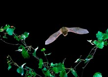 Common pipistrelle bat in flight. Image credit Hugh Clark, Bat Conservation Trust