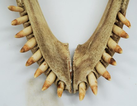 Dentition lower jaw of Hazelbeach whale. Copyright National Museums Scotland