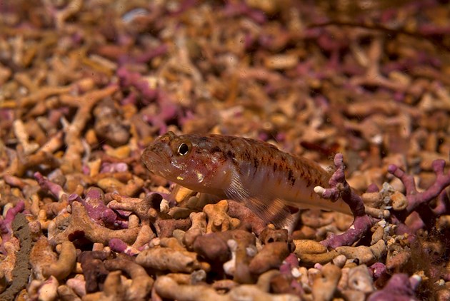 Marine Protected Areas helping to limit climate change: Maerl beds hold significant stores of blue carbon