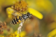 Hoverfly: Hoverfly feeding on ragwort ©Lorne Gill/NatureScot