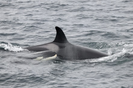A female member of the Shetland Inshore group of killer whales and her calf
