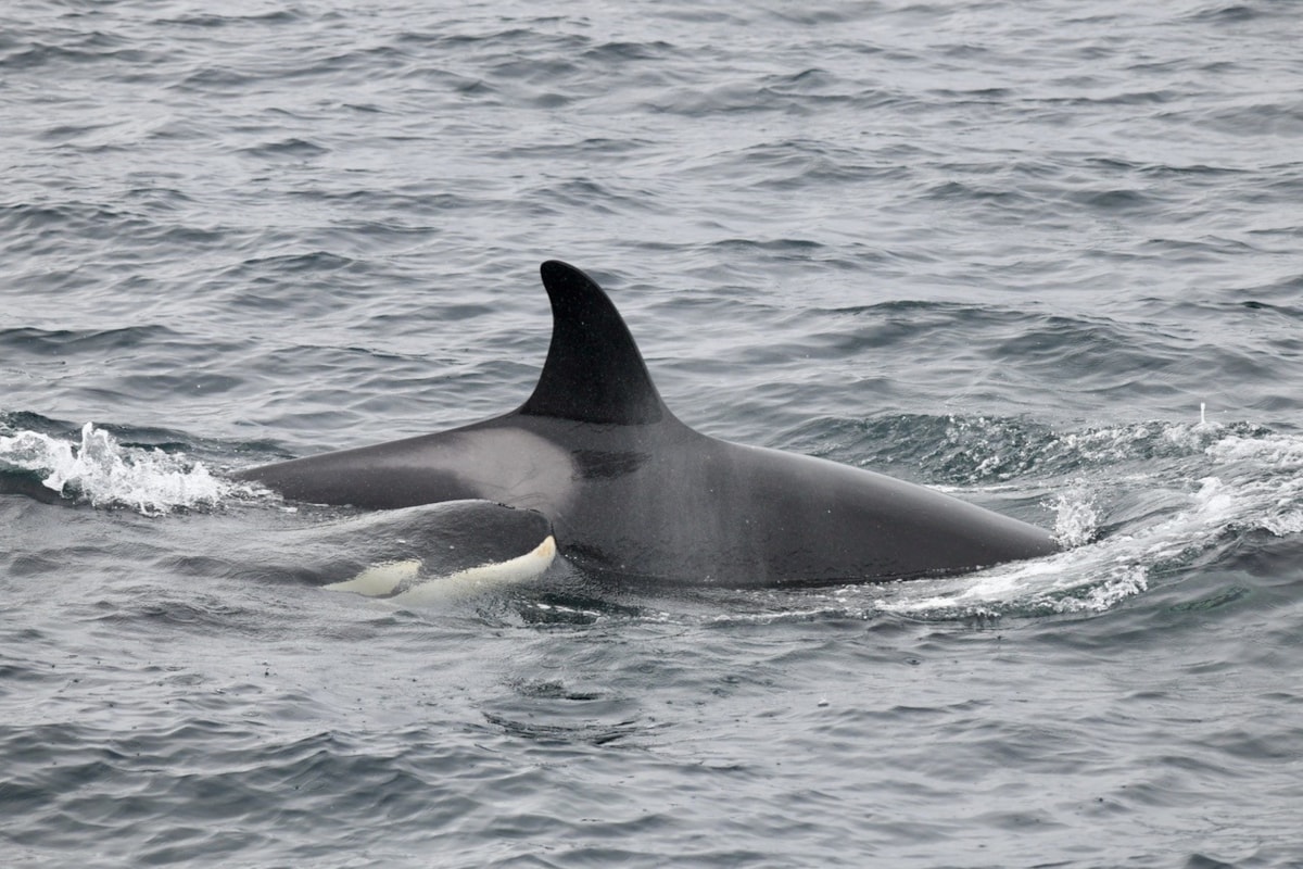 A female member of the Shetland Inshore group of killer whales and her calf surfacing off the South Shetland Mainland. Killer whales produce characteristic underwater calls that can be picked up by the acoustic monitoring devices
(photo credit: Volker Deecke).