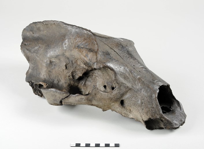 Object of the week- Ancient bear skull: skull.jpg