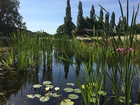 Finham Brook Pond July 2019: Credit: HS2 Ltd. 
(pond, finham brook, mitigation, maturity, Finham Brook SK085, landscaping, environment, green corridor, wildlife)
Internal Asset No. 14197